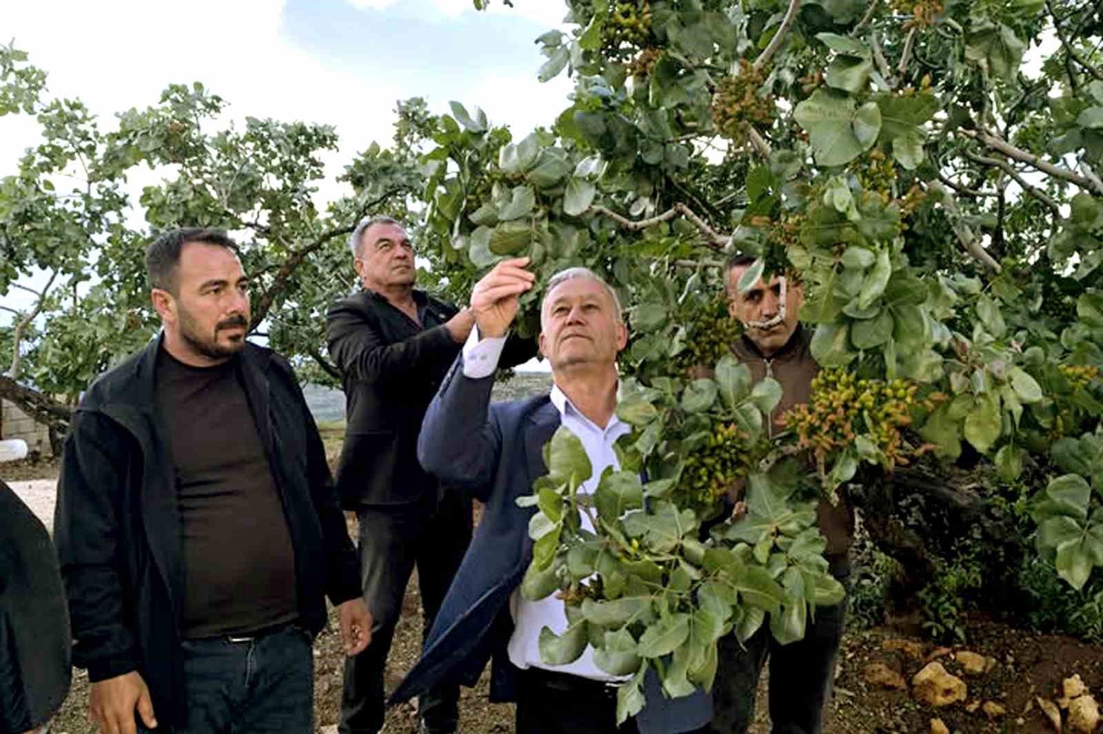 Altun, dolu yağışlarının ardından fıstık bahçelerini gezdi