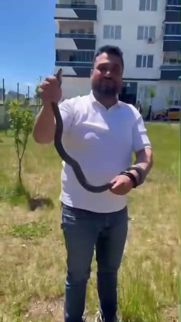 Diyarbakır’da site bahçesinde yılan paniği