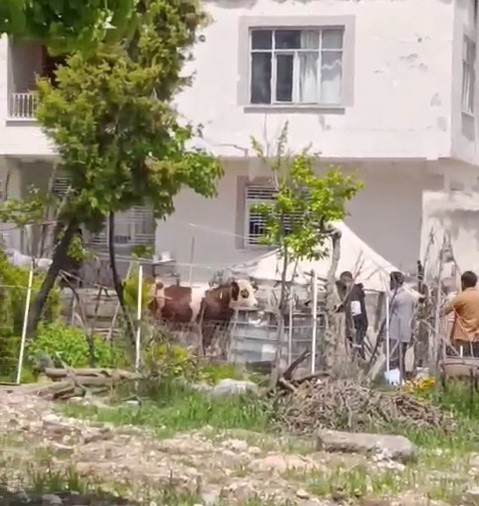 Kaçan kurbanlık iğne vurularak yakalandı