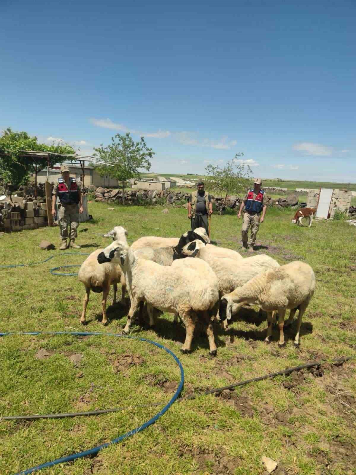 Kaybolan kurbanlıklar dron ile bulundu