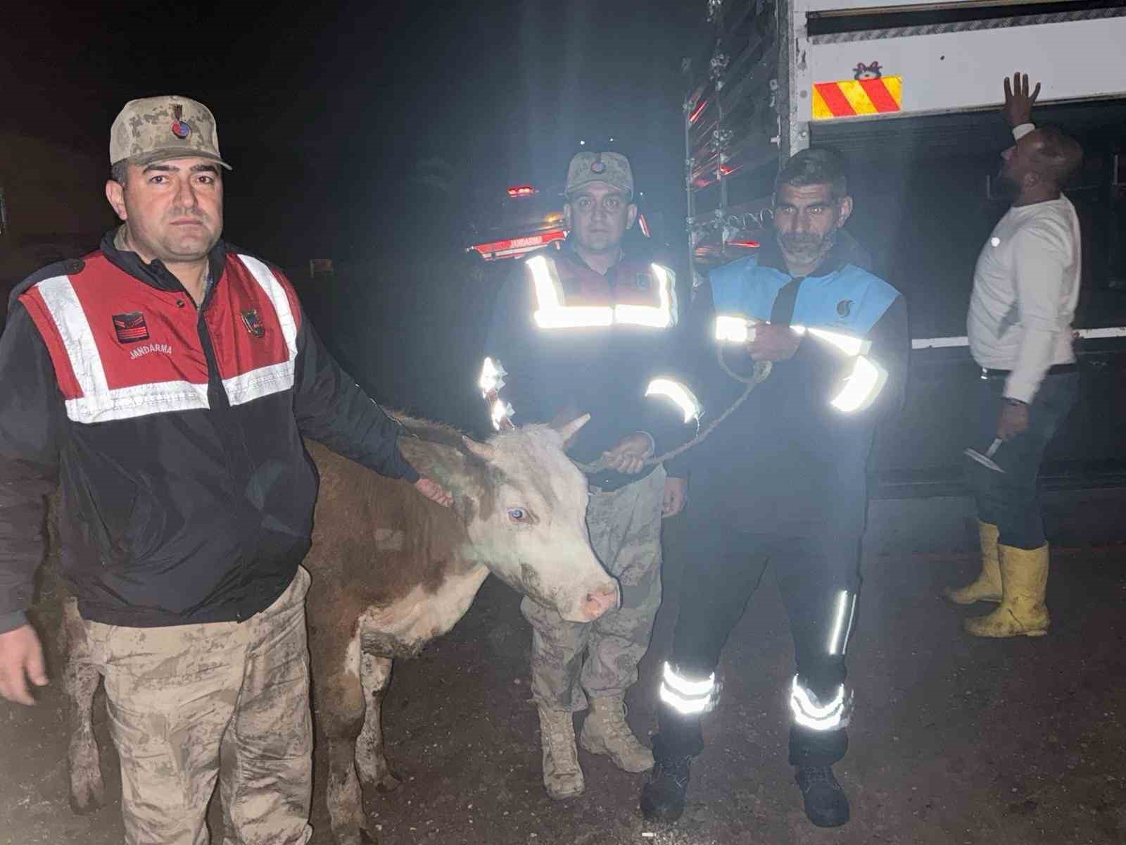 Siverek’te çalınan büyükbaş hayvan jandarma tarafından bulundu