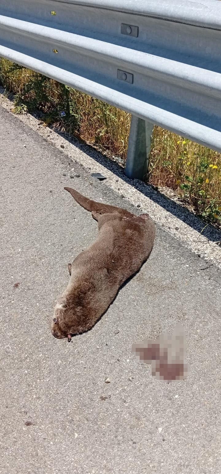 Siverek’te yol kenarında ölü su samuru bulundu